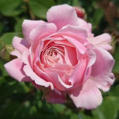 Apple Rosesバラ苗『ストロベリー・スウィング』新苗育成苗6号ポット植え[52210685]