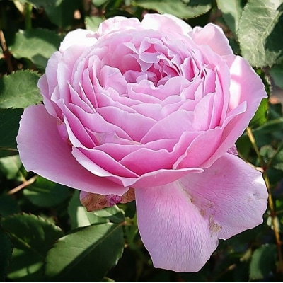 Apple Rosesバラ苗『ストロベリー・スウィング』新苗育成苗6号ポット植え[52210685]