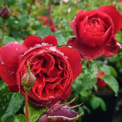 ❤フレンチカントリー 完成防水加工薔薇と、ハートの5連フック 欲しく 