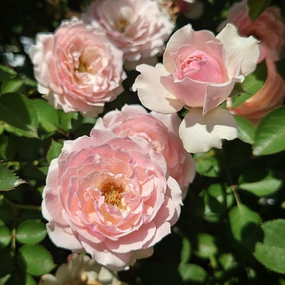 【Apple Roses】バラ苗『ユニコーン』新苗育成苗6号ポット植え[52210861]