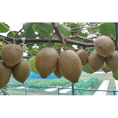 マキノキ園の極甘ゴールドキウイ【東京ゴールド】2kg箱[52210634]