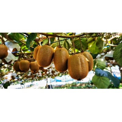 山下果樹園のキウイフルーツ【ヘイワード】2kg[52210923]