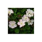 【Apple Roses】バラ苗『ののこ』大苗6号ポット植え[52210779]
