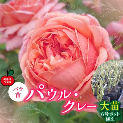 【Apple Roses】バラ苗『パウル・クレー』大苗6号ポット植え