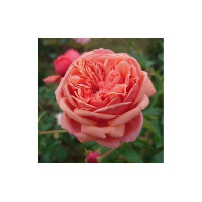 【Apple Roses】バラ苗『パウル・クレー』大苗6号ポット植え[52210780]