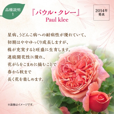 【Apple Roses】バラ苗『パウル・クレー』大苗6号ポット植え