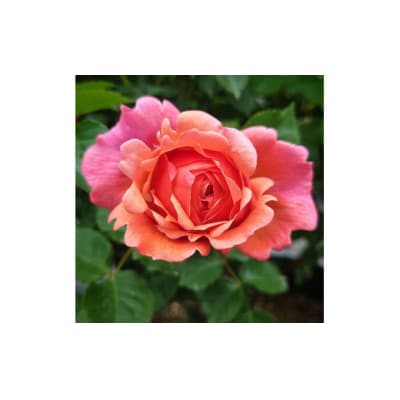【Apple Roses】バラ苗『パウル・クレー』大苗6号ポット植え[52210780]