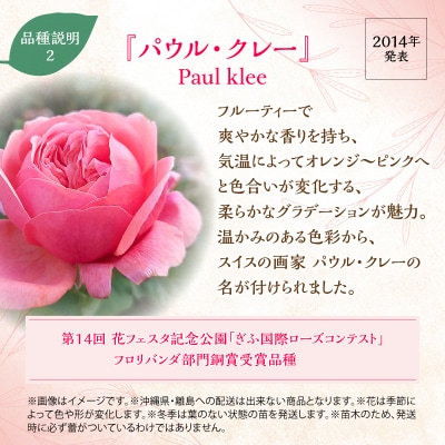 【Apple Roses】バラ苗『パウル・クレー』大苗6号ポット植え