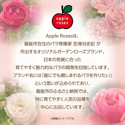 【Apple Roses】バラ苗『パウル・クレー』大苗6号ポット植え