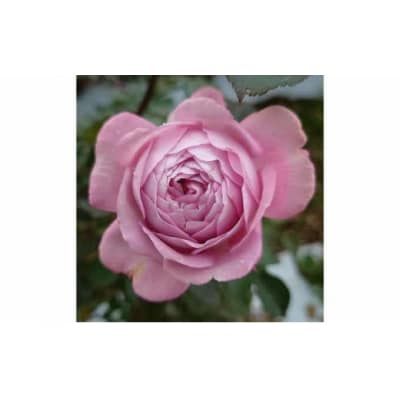 【Apple Roses】バラ苗『ラフ・メイカー』大苗6号ポット植え[52210782]