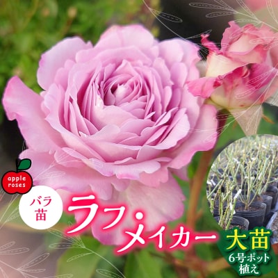 【Apple Roses】バラ苗『ラフ・メイカー』大苗6号ポット植え