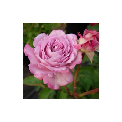 【Apple Roses】バラ苗『ラフ・メイカー』大苗6号ポット植え[52210782]