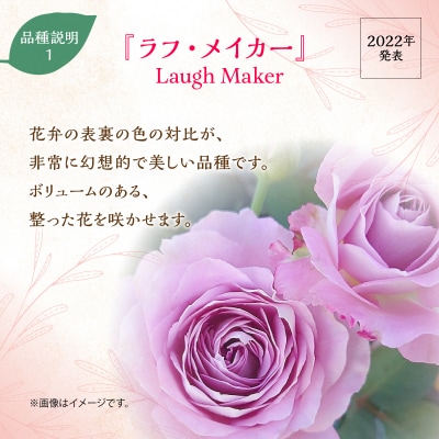 【Apple Roses】バラ苗『ラフ・メイカー』大苗6号ポット植え