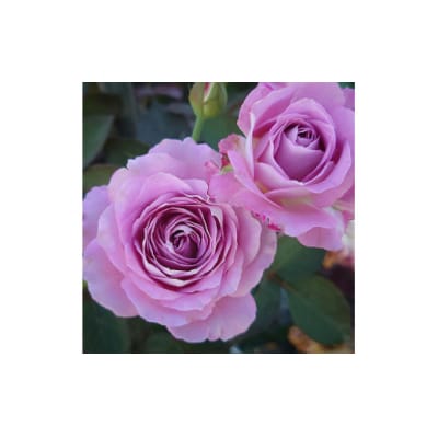 【Apple Roses】バラ苗『ラフ・メイカー』大苗6号ポット植え[52210782]
