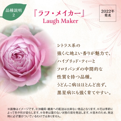 【Apple Roses】バラ苗『ラフ・メイカー』大苗6号ポット植え