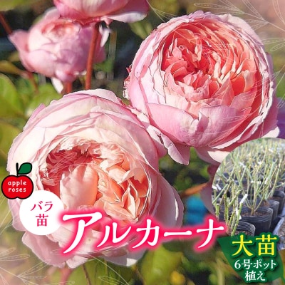【Apple Roses】バラ苗『アルカーナ』大苗6号ポット植え