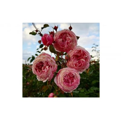 【Apple Roses】バラ苗『アルカーナ』大苗6号ポット植え[52210661]