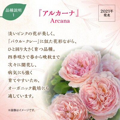 【Apple Roses】バラ苗『アルカーナ』大苗6号ポット植え