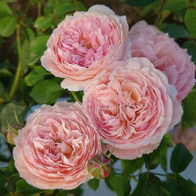 【Apple Roses】バラ苗『アルカーナ』大苗6号ポット植え[52210661]