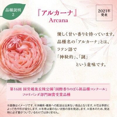 【Apple Roses】バラ苗『アルカーナ』大苗6号ポット植え