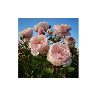 【Apple Roses】バラ苗『メーヴェ』大苗6号ポット植え[52210665]