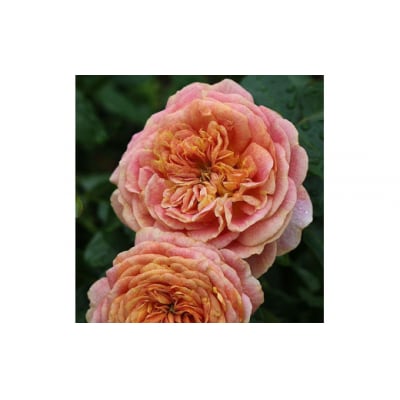 【Apple Roses】バラ苗『スピリット・オブ・ワンダー』大苗6号ポット植え[52210933]