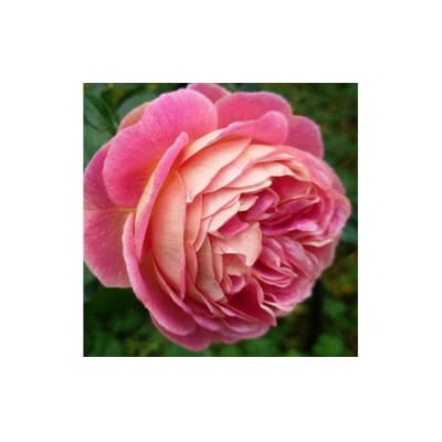 【Apple Roses】バラ苗『スピリット・オブ・ワンダー』大苗6号ポット植え[52210933]