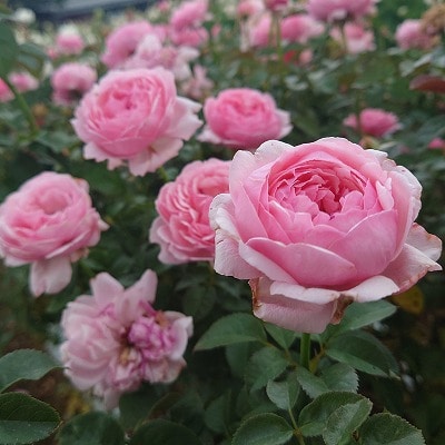 【Apple Roses】バラ苗『ピクニック・マーチ』大苗6号ポット植え[52210936]