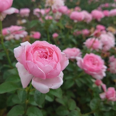 【Apple Roses】バラ苗『ピクニック・マーチ』大苗6号ポット植え[52210936]
