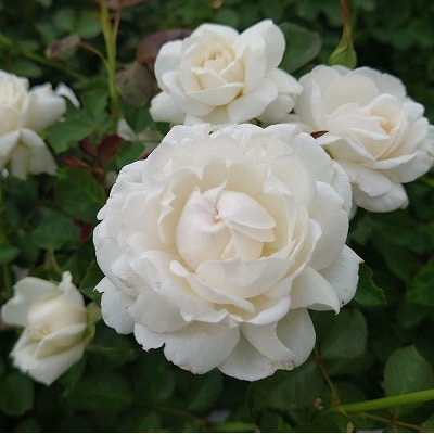 【Apple Roses】バラ苗『モーニング・ベルズ』大苗6号ポット植え[52210937]
