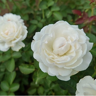 【Apple Roses】バラ苗『モーニング・ベルズ』大苗6号ポット植え[52210937]