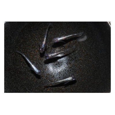 メダカ「紅灯系白虎(べにあかりけいびゃっこ)」5匹セット