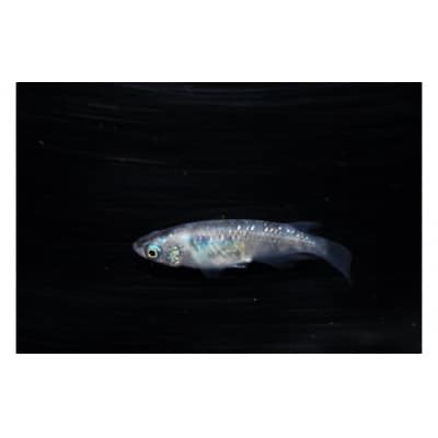 メダカ「紅灯系白虎(べにあかりけいびゃっこ)」5匹セット