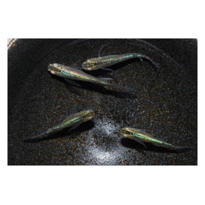 メダカ「松井ヒレ長 緑光」4匹セット