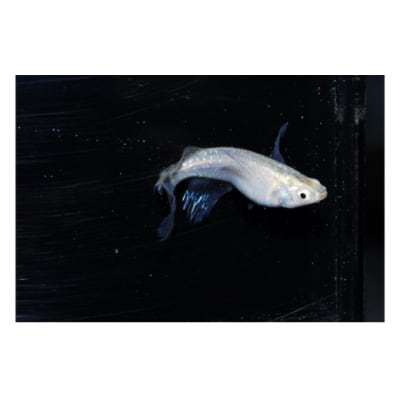 メダカ「松井ヒレ長 緑光」4匹セット