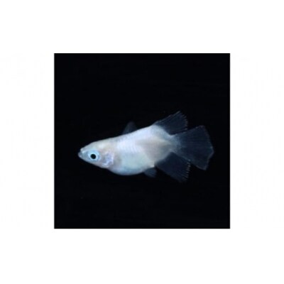 メダカ「ダルマメダカ」 ミックス5匹セット