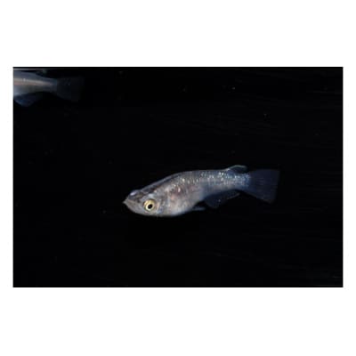 メダカ ミックス10匹セット