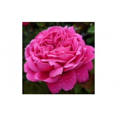 【Apple Roses】バラ苗『イフリート』新苗育成苗6号ポット植え[52210946]