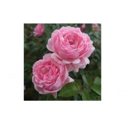 【Apple Roses】バラ苗『ピクニック・マーチ』新苗育成苗6号ポット植え[52210948] 