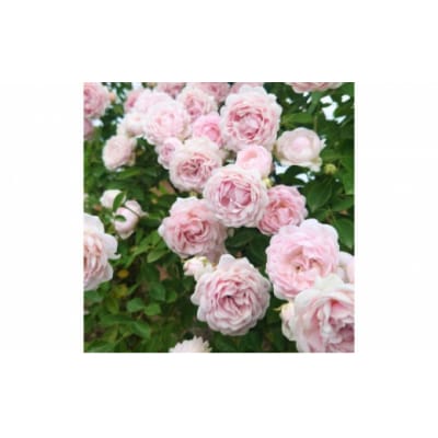 【Apple Roses】バラ苗『ハルシオン』新苗育成苗6号ポット植え[52210947]