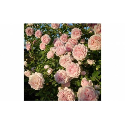 【Apple Roses】バラ苗『ハルシオン』新苗育成苗6号ポット植え[52210947]