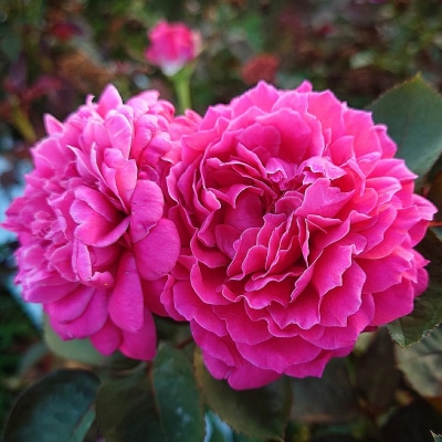 【Apple Roses】バラ苗『イフリート』大苗6号ポット植え [52210968]