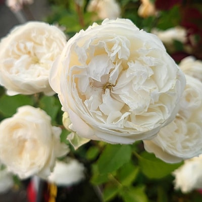 【Apple Roses】バラ苗『ノーブル・ハート』大苗6号ポット植え [52210969]