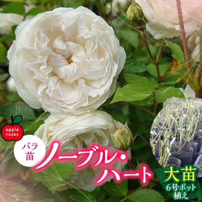 【Apple Roses】バラ苗『ノーブル・ハート』大苗6号ポット植え