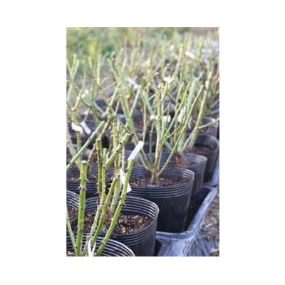 【Apple Roses】バラ苗『ノーブル・ハート』大苗6号ポット植え [52210969]