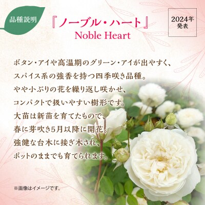 【Apple Roses】バラ苗『ノーブル・ハート』大苗6号ポット植え