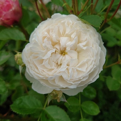 【Apple Roses】バラ苗『ノーブル・ハート』大苗6号ポット植え [52210969]