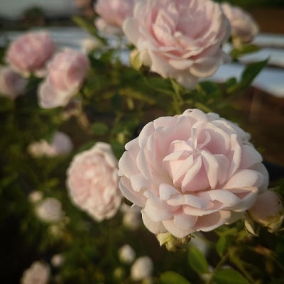 【Apple Roses】バラ苗『ハルシオン』大苗6号ポット植え [52210970]