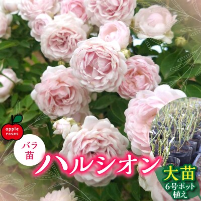 【Apple Roses】バラ苗『ハルシオン』大苗6号ポット植え