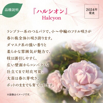 【Apple Roses】バラ苗『ハルシオン』大苗6号ポット植え
